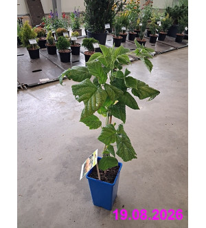 Rubus idaeus 'Goodasgold'® RP 1,6 L